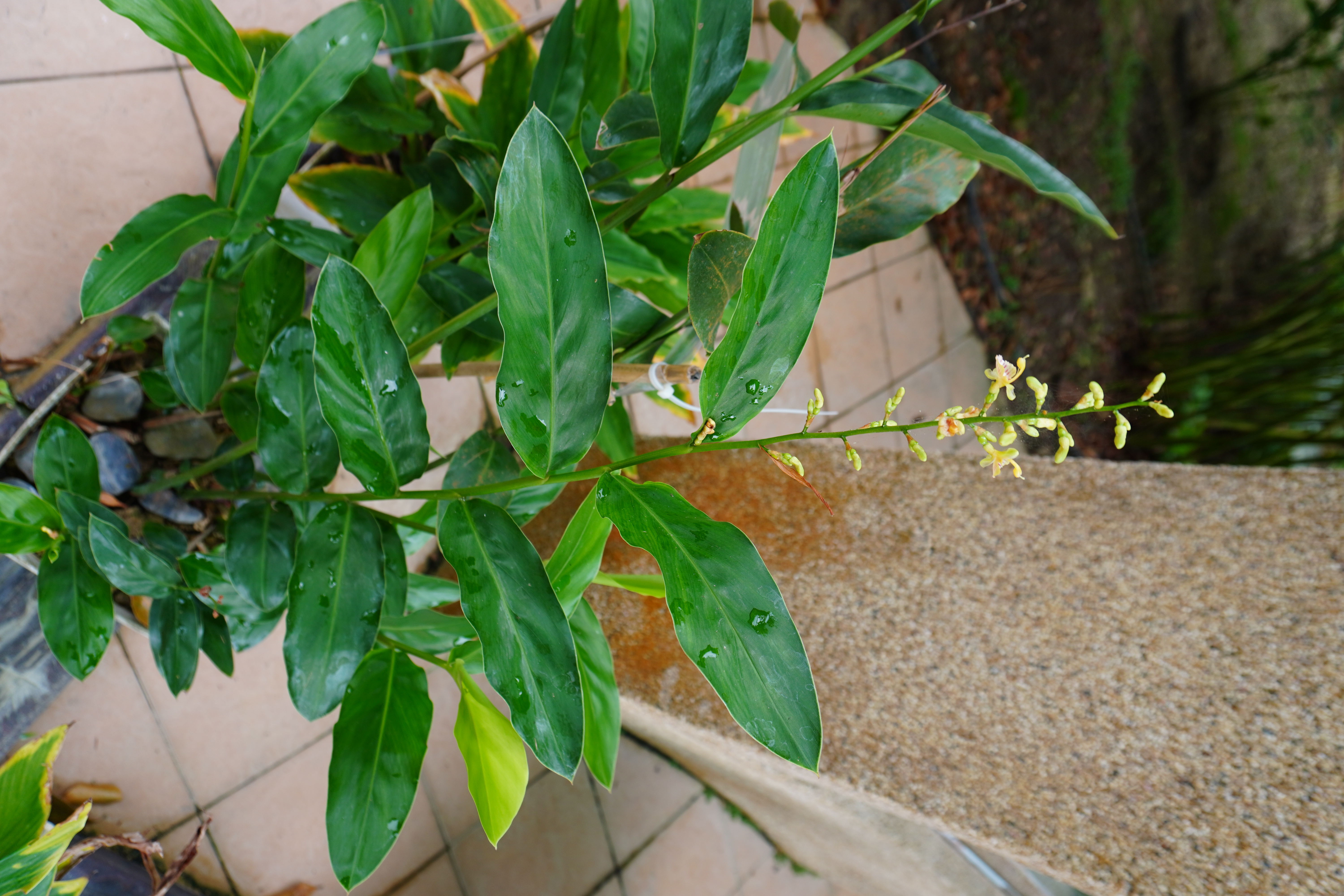 Bunga Lengkuas Geting