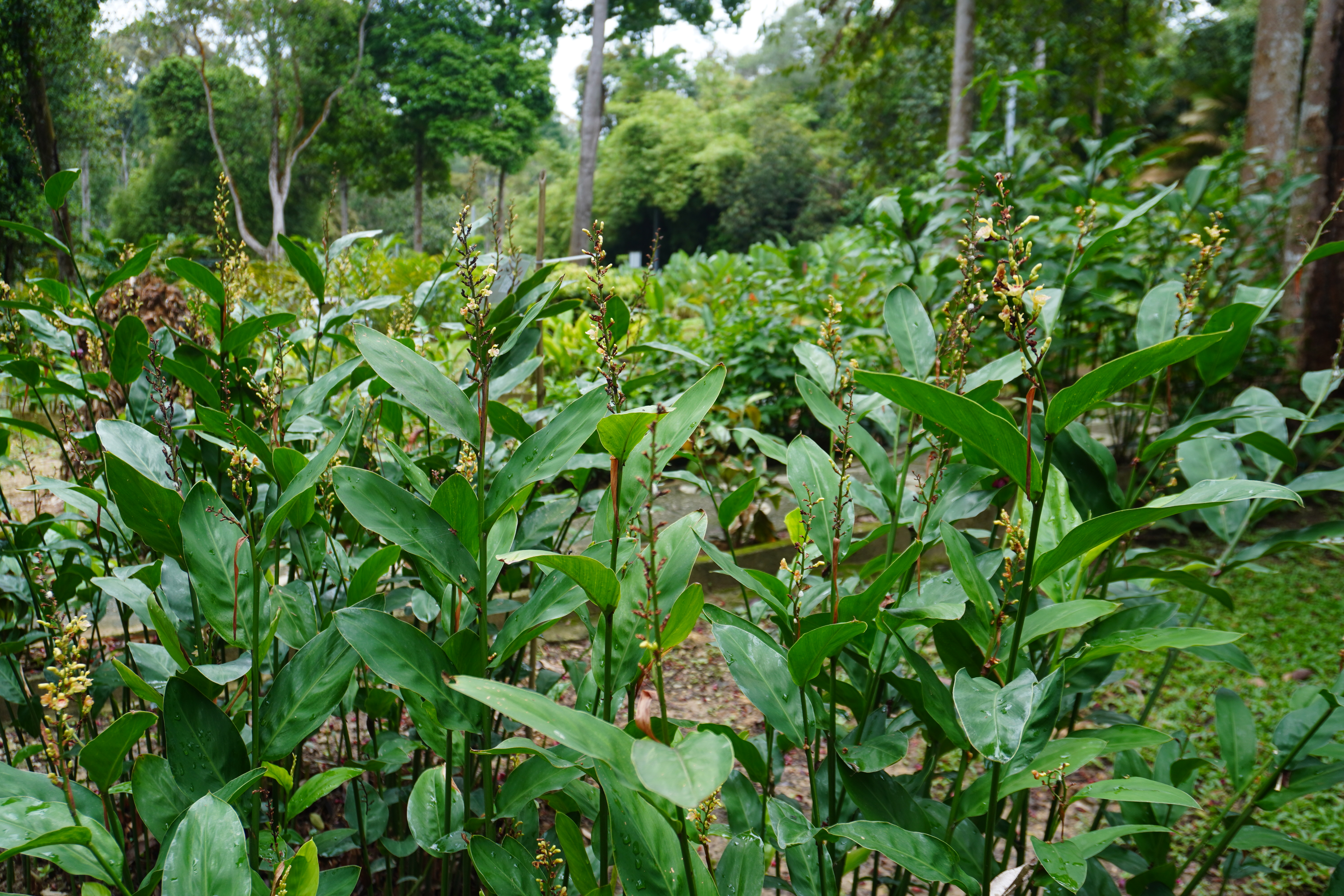 Daun Lengkuas Geting